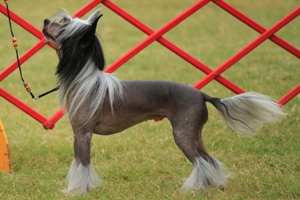 Hairless Chinese Crested Female