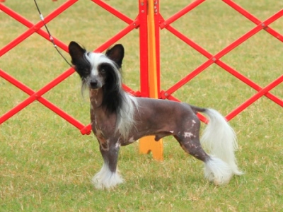 Hairless Chinese Crested