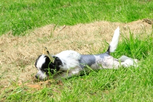 Hairless Chinese Crested
