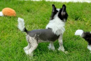 Hairless Chinese Crested
