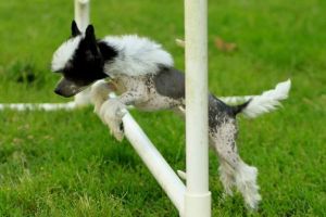 Hairless Chinese Crested
