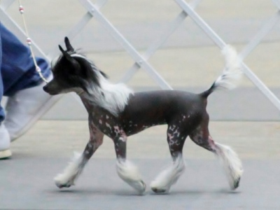 Hairless Chinese Crested