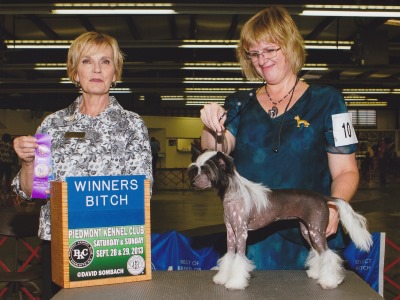 Hairless Chinese Crested