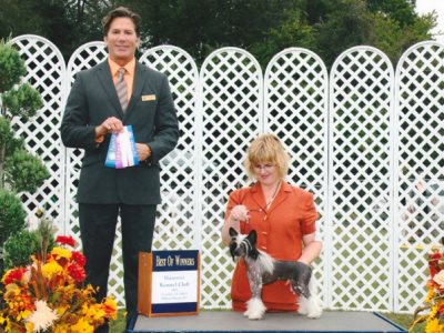 Hairless Chinese Crested