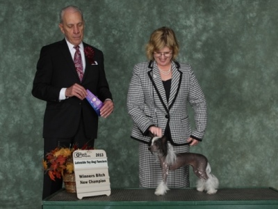 Hairless Chinese Crested