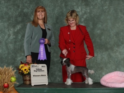 Hairless Chinese Crested