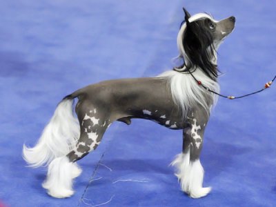 Hairless Chinese Crested show dog