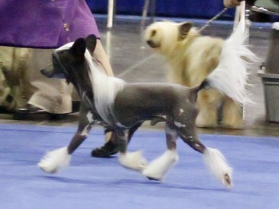 Chinese Crested Picture