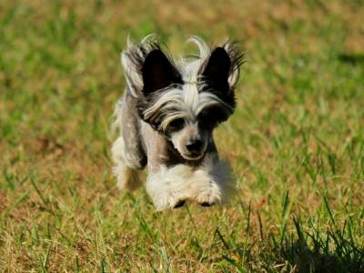 Hairless Chinese Crested