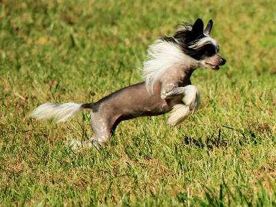 Hairless Chinese Crested