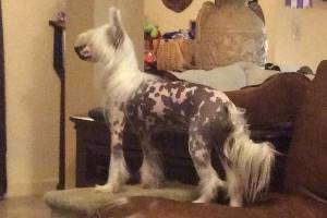 Hairless Chinese Crested