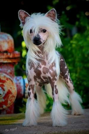 Hairless Chinese Crested