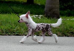 Hairless Chinese Crested
