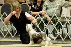 Hairless Chinese Crested