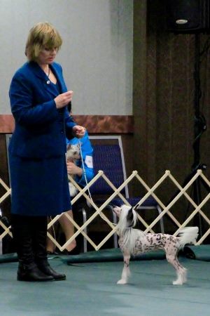 Hairless Chinese Crested