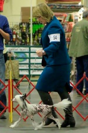 Hairless Chinese Crested