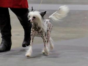 Hairless Chinese Crested