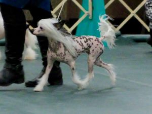 Hairless Chinese Crested