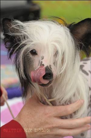 Hairless Chinese Crested
