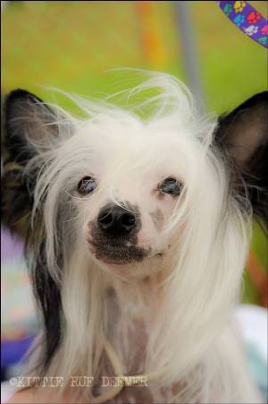 Hairless Chinese Crested