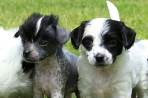 Powderpuff Chinese Crested