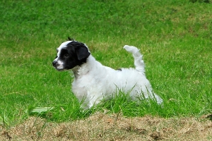 Powderpuff Chinese Crested