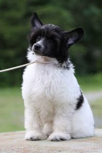 Powderpuff Chinese Crested