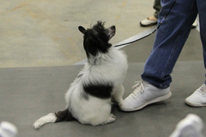 Powderpuff Chinese Crested