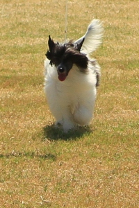 Powderpuff Chinese Crested