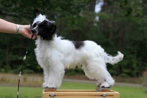 Powderpuff Chinese Crested