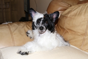 Powderpuff Chinese Crested