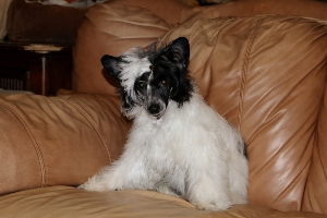 Powderpuff Chinese Crested