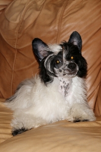 Powderpuff Chinese Crested