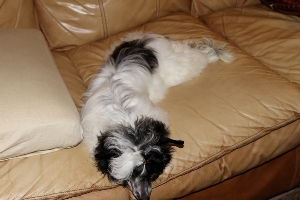 Powderpuff Chinese Crested