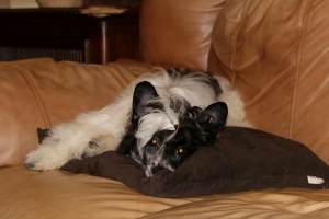 Powderpuff Chinese Crested