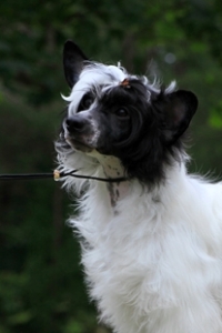 Powderpuff Chinese Crested