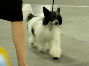 Powderpuff Chinese Crested