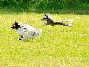Powderpuff Chinese Crested