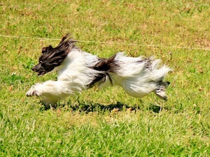 Powderpuff Chinese Crested