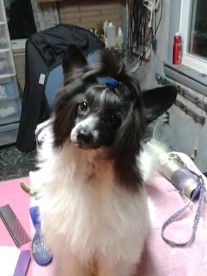 Powderpuff Chinese Crested