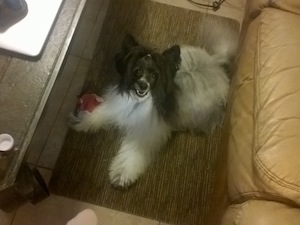 Powderpuff Chinese Crested