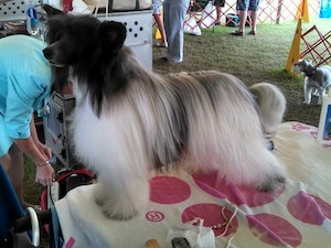 Powderpuff Chinese Crested