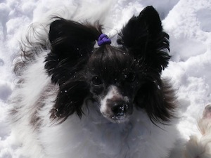 Powderpuff Chinese Crested