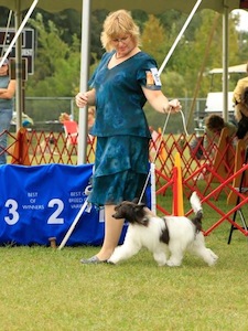 Powderpuff Chinese Crested