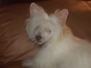 Powderpuff Chinese Crested