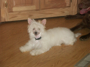 Powderpuff Chinese Crested