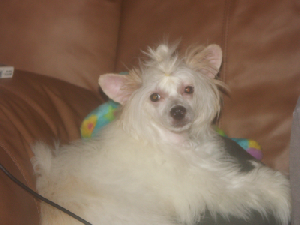 Powderpuff Chinese Crested