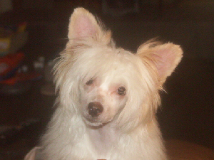 Powderpuff Chinese Crested