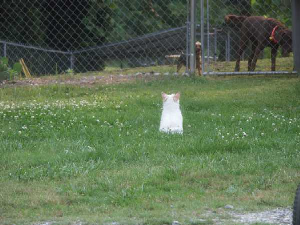 Powderpuff Chinese Crested