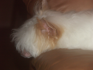 Powderpuff Chinese Crested